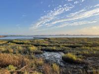 Marsh with urban buildings across the Bay in the distance