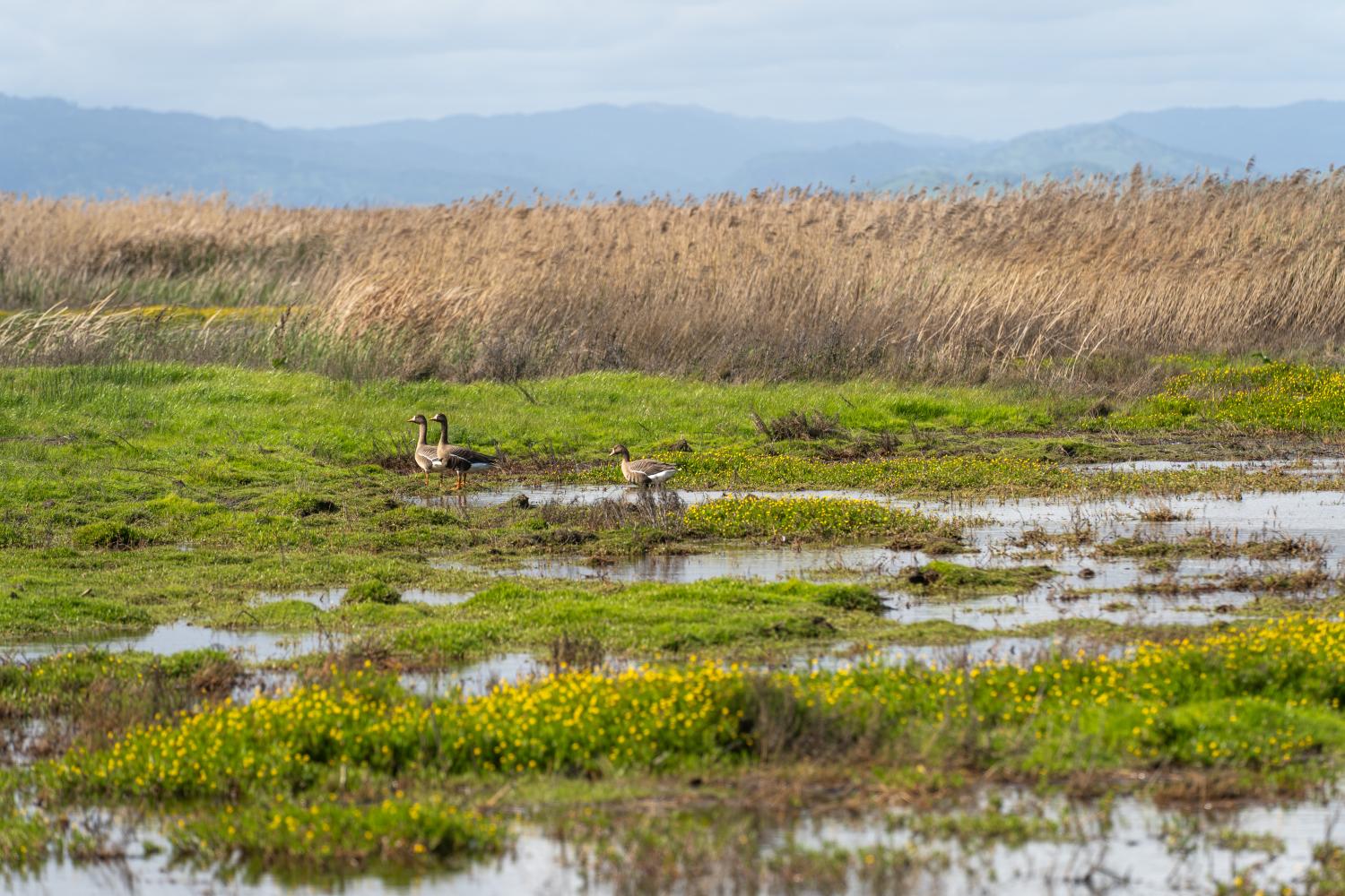water fowl in wetland