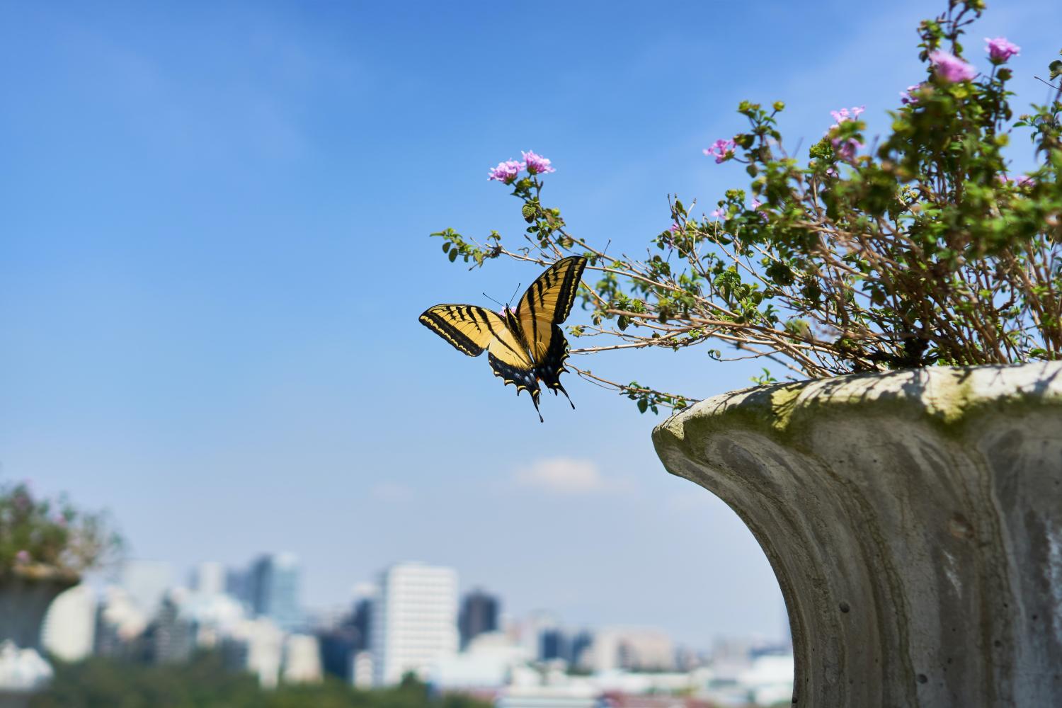 butterfly