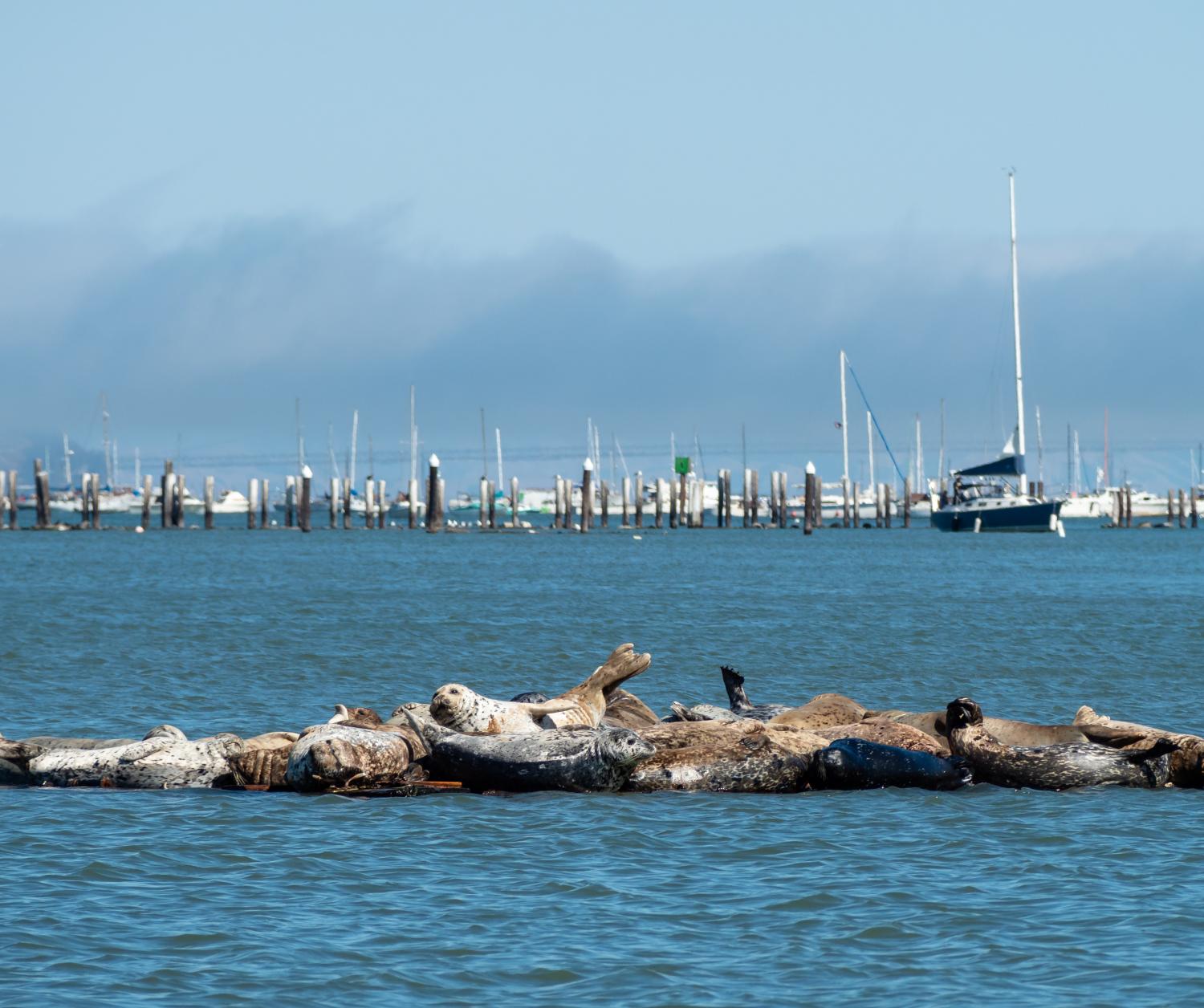 harbor seals