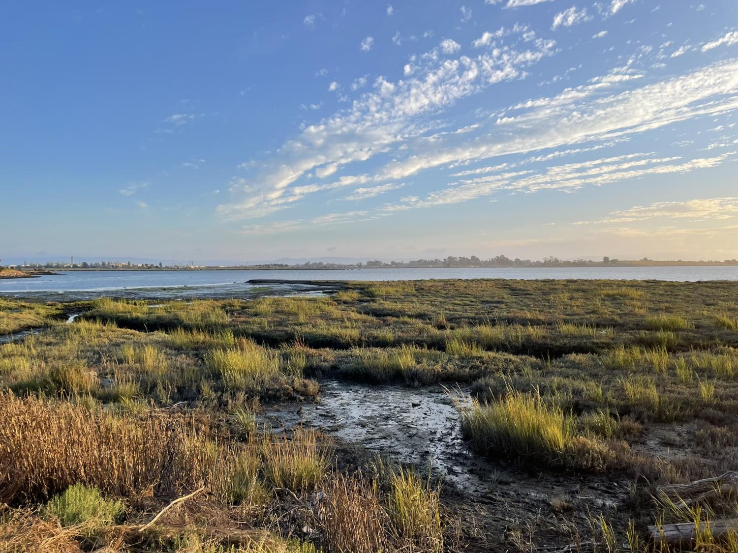 Marsh with urban buildings across the Bay in the distance