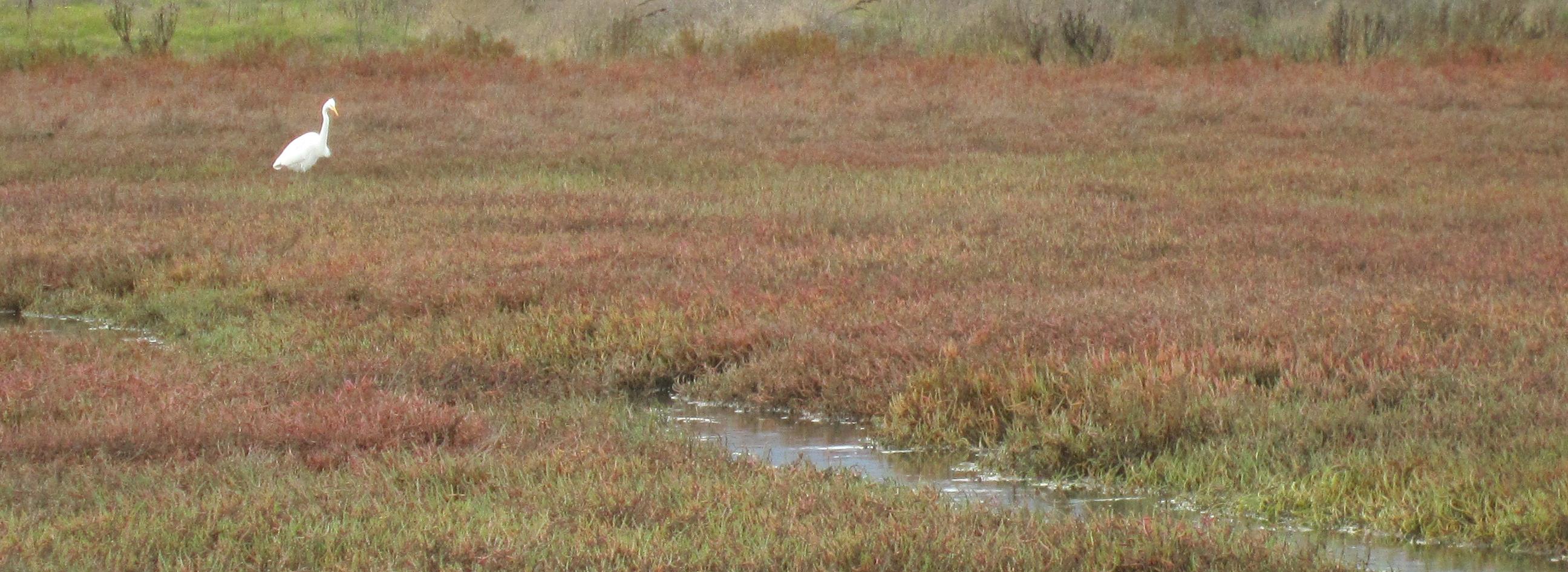 Egret in wetland