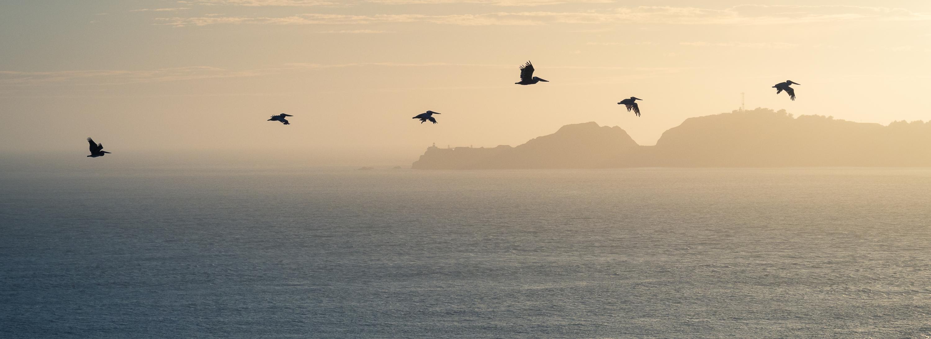 birds over the bay