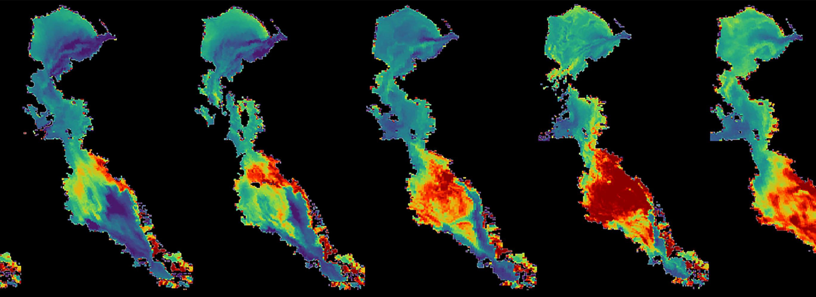Bloom timeseries graphic