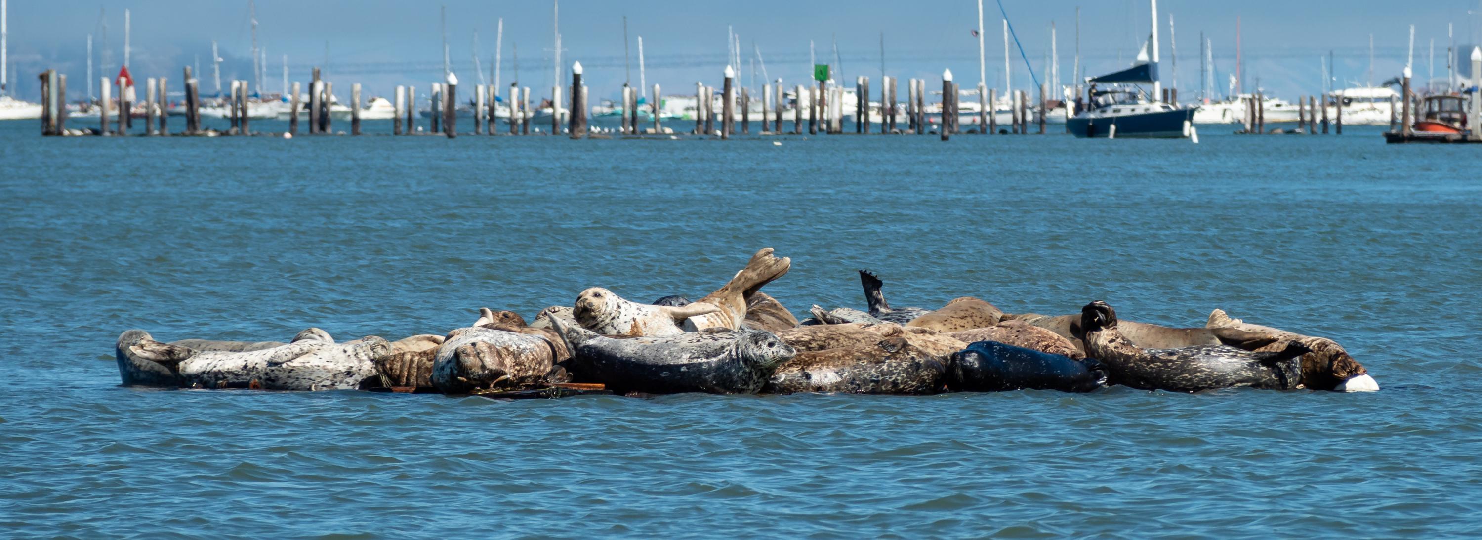 About a dozen harbor seals hauled out in a harbor with boats docked in the distant background