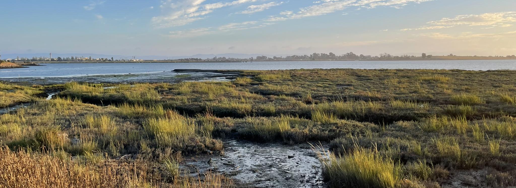 Marsh with urban buildings across the Bay in the distance