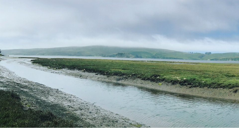 Photo of wetland in Central California