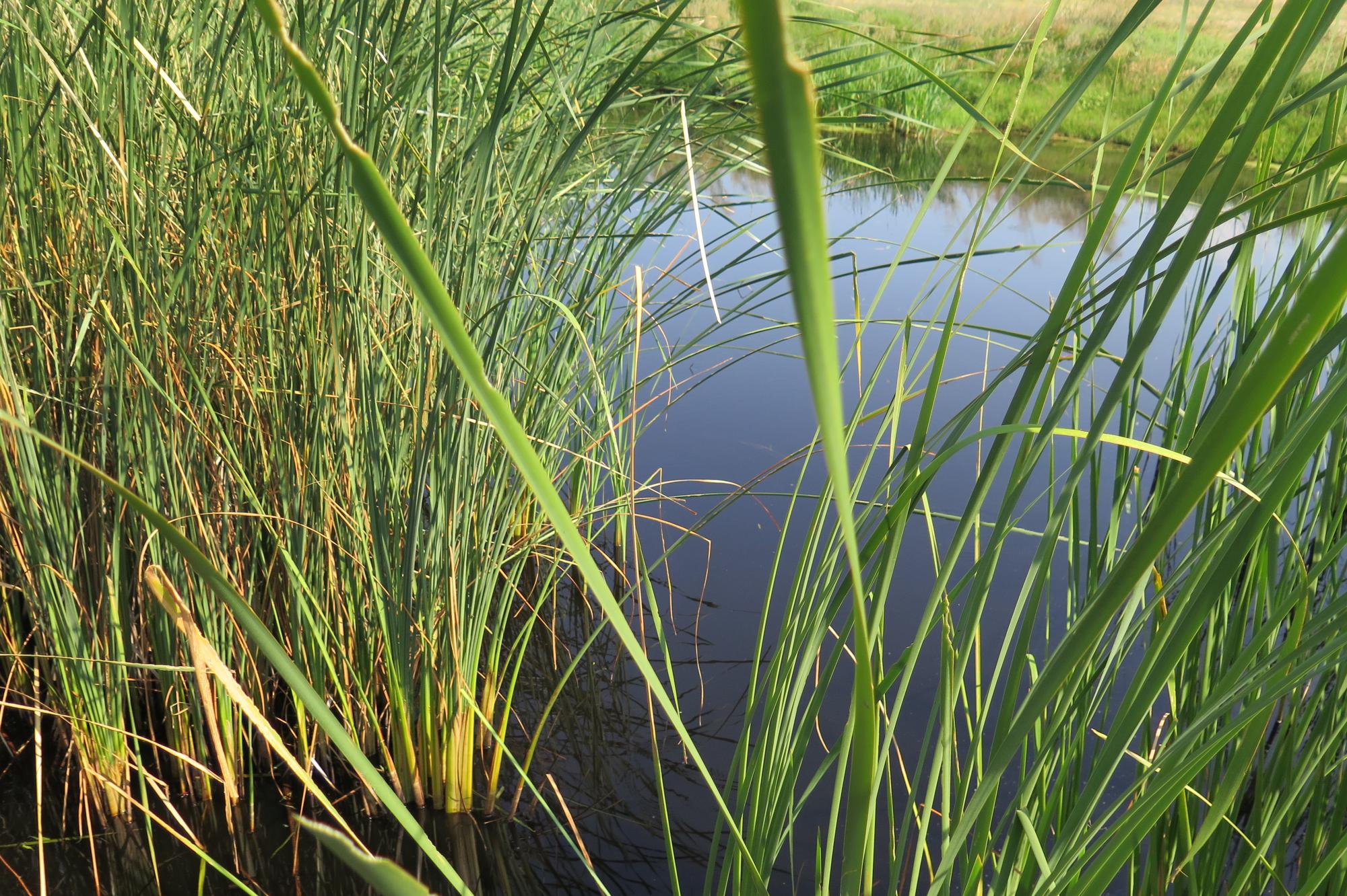emergent vegetation in a pond