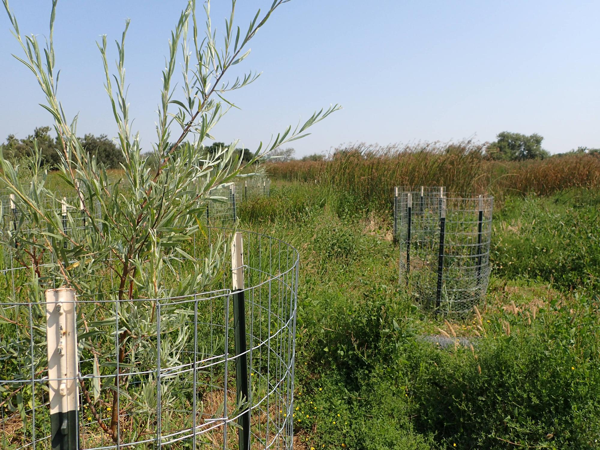 Photo of vegetation within a cage.