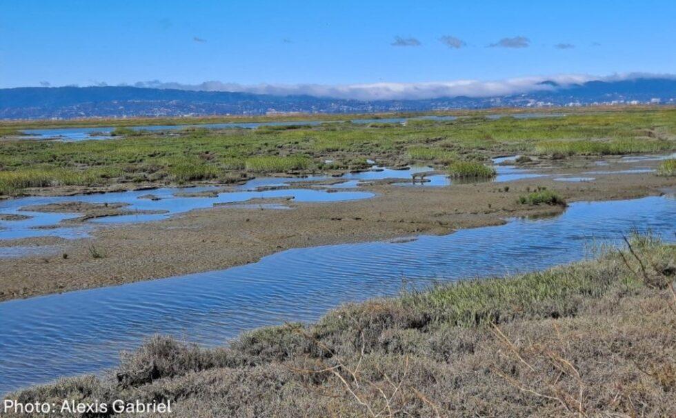 Image of wetland