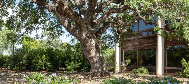 Oak near house