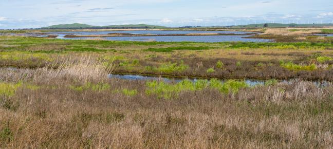 Marsh