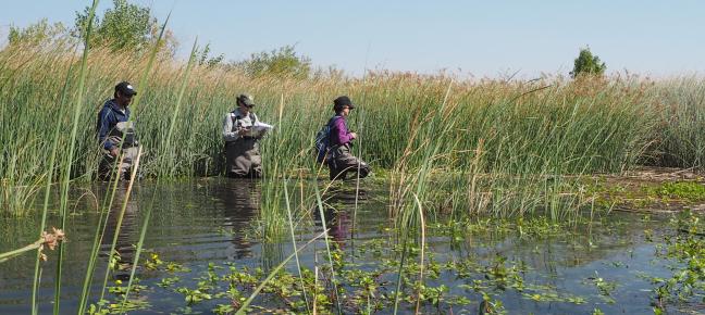 Wading in the Delta