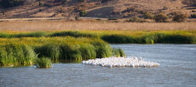 Birds in the Bay