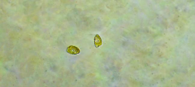 cells in a slide