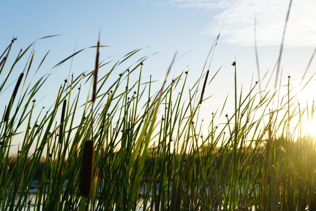 tule reeds
