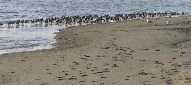 birds on beach