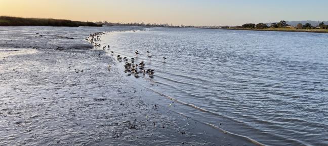 San Leandro Marsh