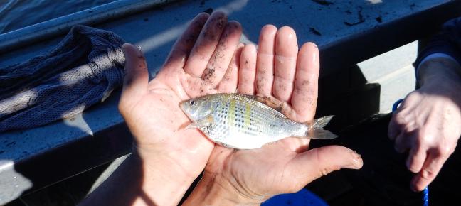 Shiner surfperch. Photograph by Jim Ervin.