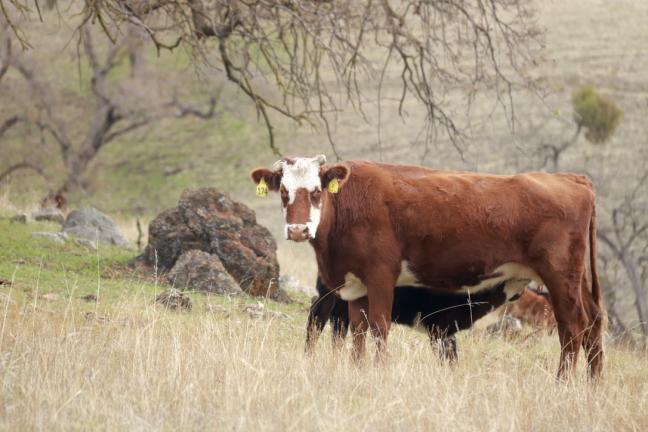 cows