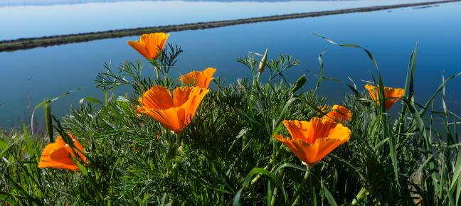 poppies by the Bay