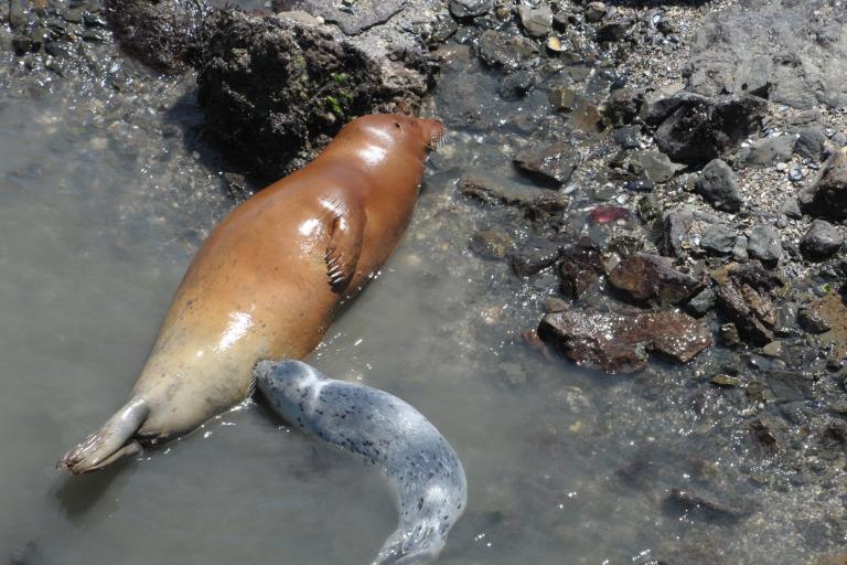 Seals