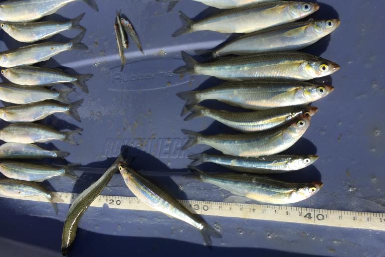 fish