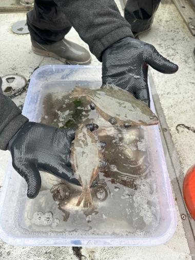 Juvenile halibut in gloved hands