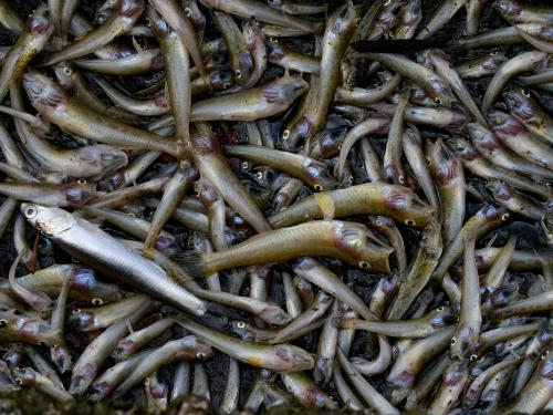 Pile of hundreds of dead fish from harmful algal bloom