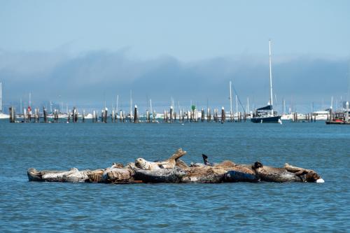 About a dozen harbor seals hauled out in a harbor with boats docked in the distant background