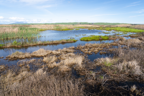 Suisun Marsh