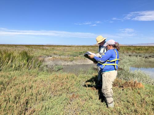 Two scientists in a marsh compare clipboards on a sunny day