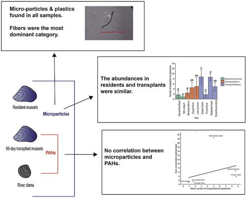 Graphical abstract