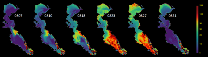 Figure 1: Remotely-sensed chlorophyll estimates during the 2022 HAB event (mg m-3). Data are from the ESA Sentinel-3 satellite, processed using a locally-tuned algorithm for San Francisco Bay. (Kudela et al., in prep; SFEI et al. in prep)