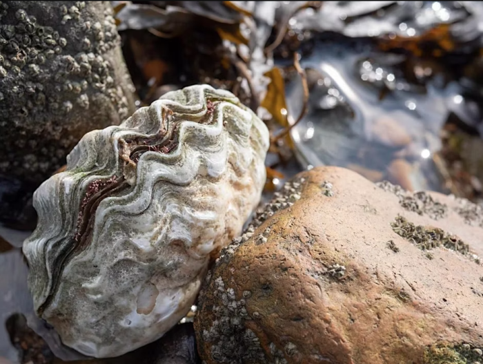 oysters