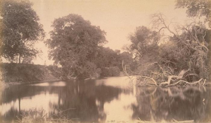 Old sepia photograph of large trees around a river bend at Sycamore Slough