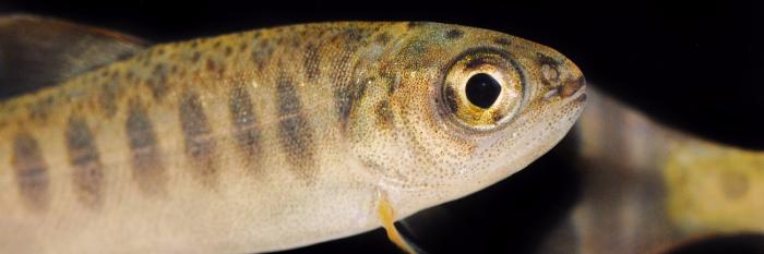 Close-up of juvenile coho salmon (brown fish with white belly and darker vertical bars)