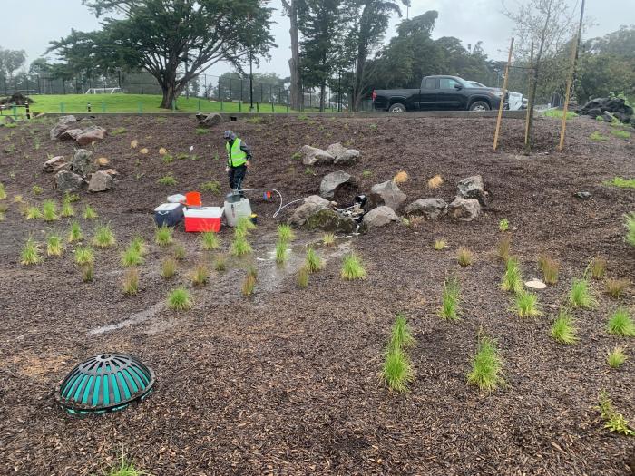 Small green plants in mulch in a flooded rain garden with a scientist in a hazard vest with sampling materials and coolers visible in the background