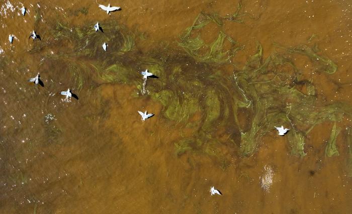 Gulls over algae laden water by Justin Sullivan, GettyImages. Do not reproduce.