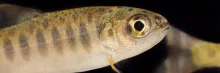 Close-up of juvenile coho salmon (brown fish with white belly and darker vertical bars)