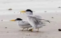 leastterns.JPG