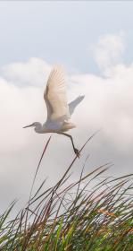 bird in flight