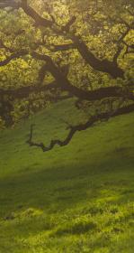 Oaks