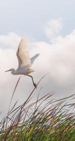 Egret flying under a cloudy sky