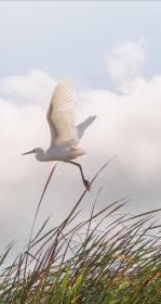 Bird flying over marsh