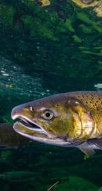 Salmon swimming in water