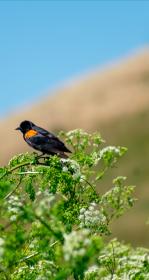 Bird on a shrub
