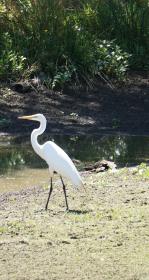Egret near water