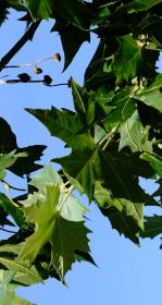 Sycamore leaves against a blue sky