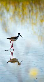 Bird standing on a mudflat